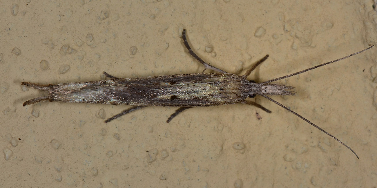 Lepidottero con le code - Cfr. Ypsolopha mucronella